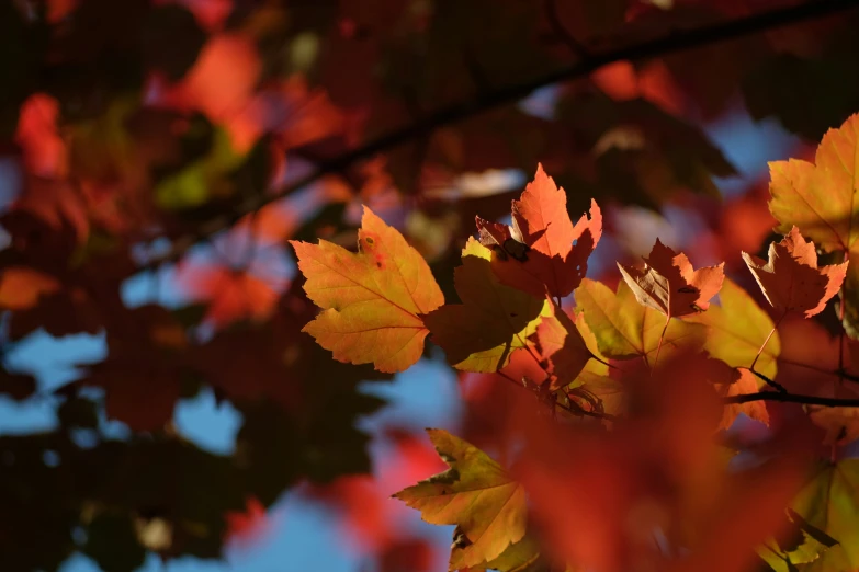 red maple leaves in fall on a sunny day