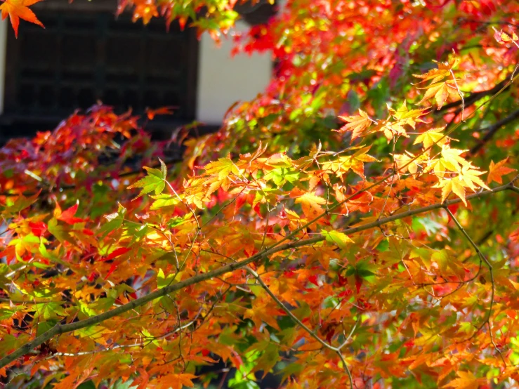 a tree with orange and green leaves near a white building