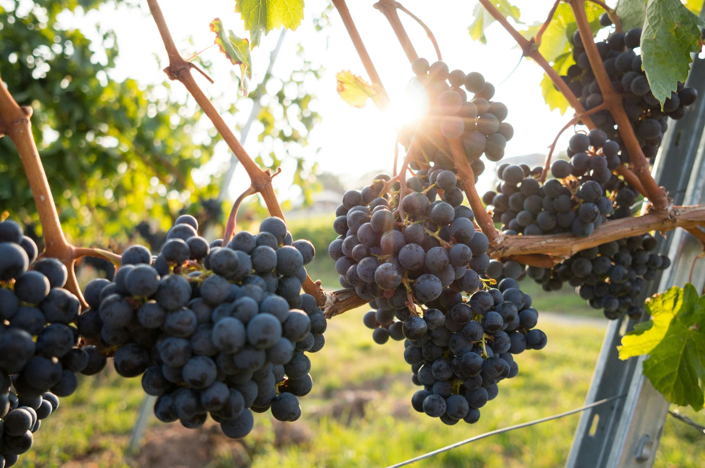 a bunch of gs hanging from a vine in the sun