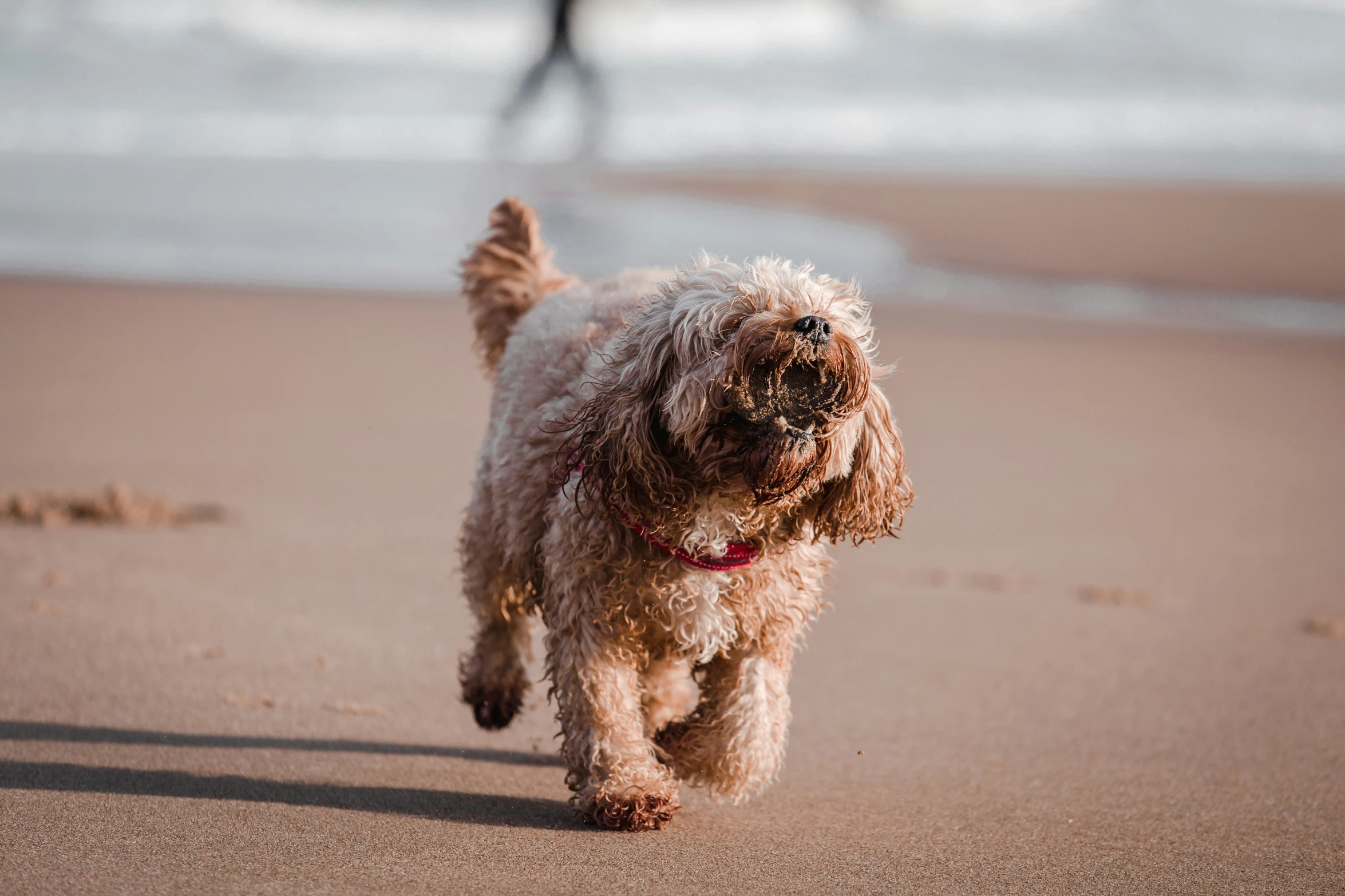 a small dog is running along the beach