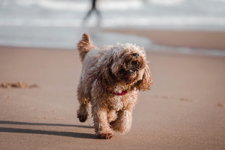 a small dog is running along the beach