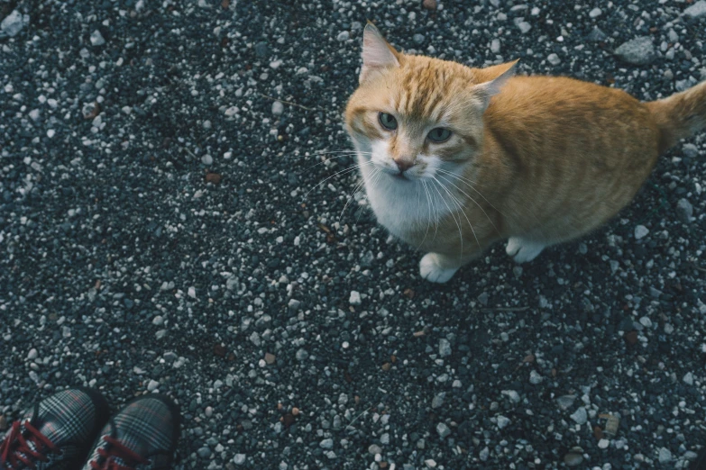 an orange and white cat is sitting on gravel