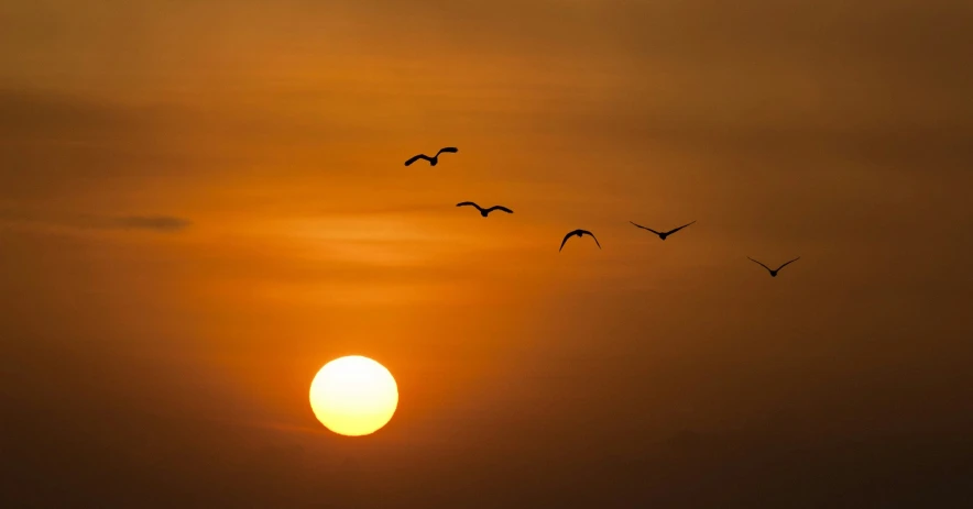 a group of birds flying in front of a sun