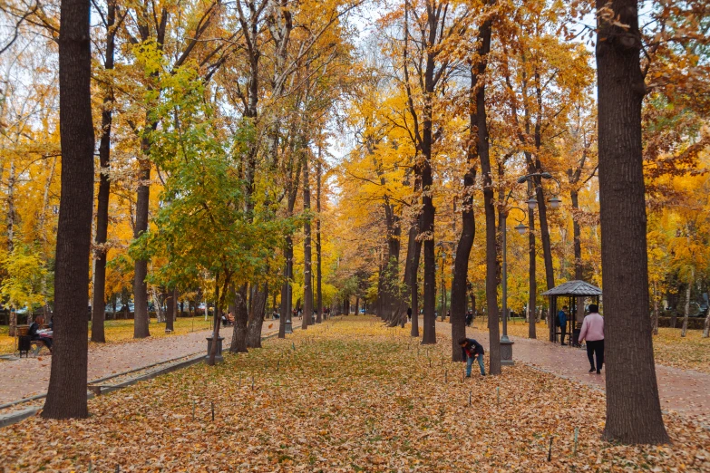 a park area with various people and trees