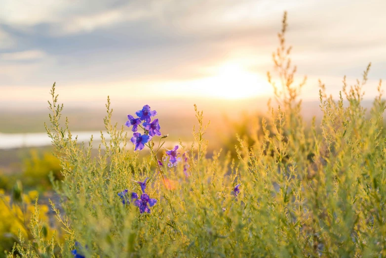 the sky is very cloudy over some wild flowers