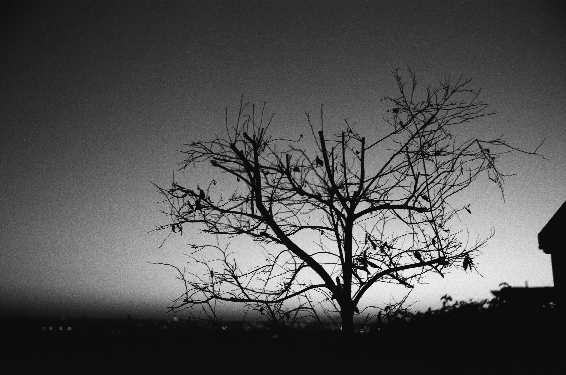 a lonely tree in the dark is standing in the dark