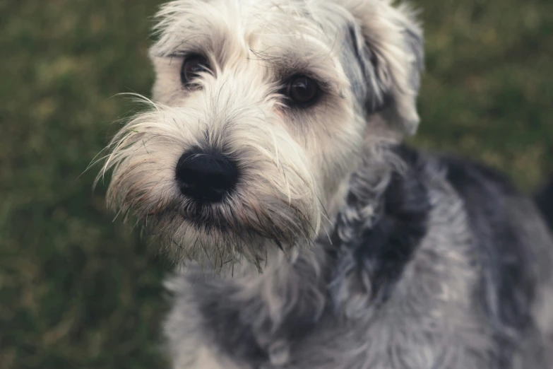 an adorable, gy white dog looks at the camera