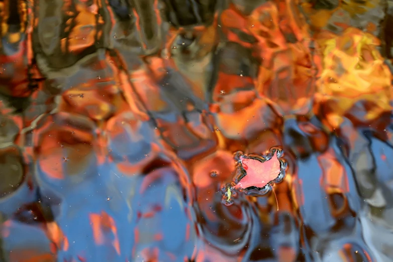 a colorful view of leaves reflected in water