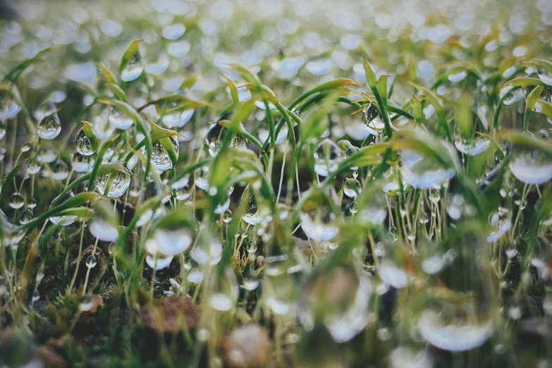 the ground with dewdrops is shown here