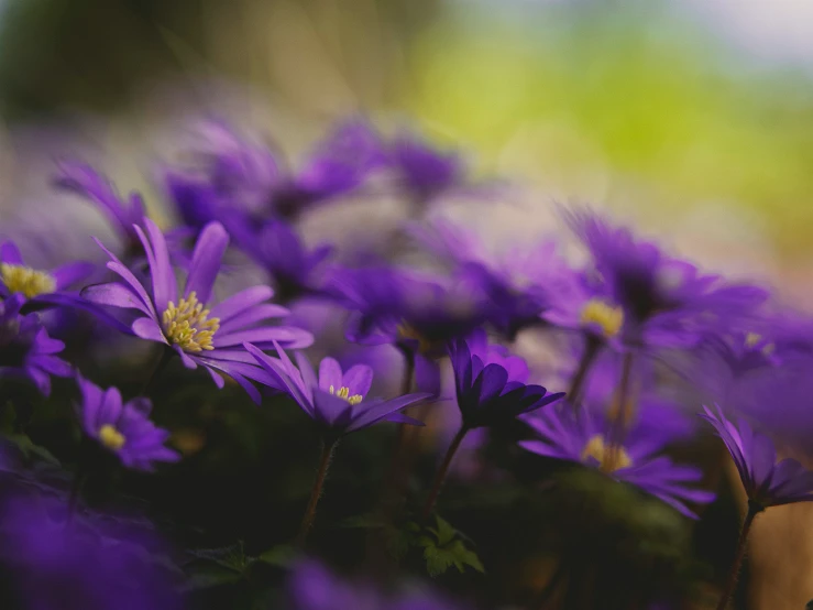 closeup of purple flowers sitting in a pot