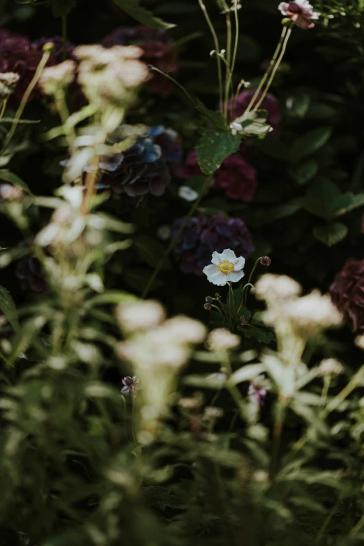 several different flowers and a bush full of leaves