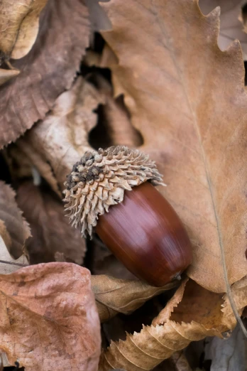 an acorn resting on the ground surrounded by leaves