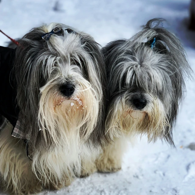 two small dogs in coats standing next to each other