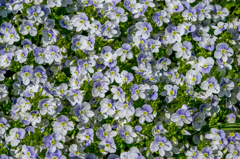 the image has blue and white flowers in it