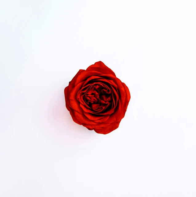 a red rose that is on top of a white surface