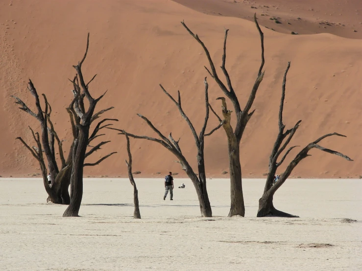 a person in the desert near some bare trees