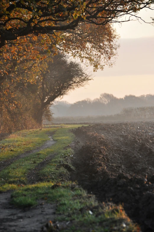 two dirt roads going along side each other with trees lining them