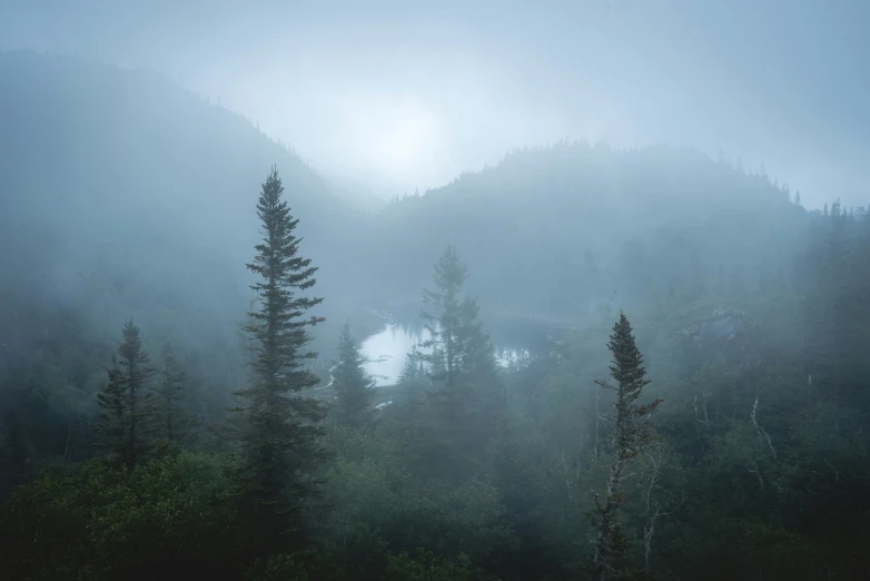 the fog covers the mountains in a misty wilderness