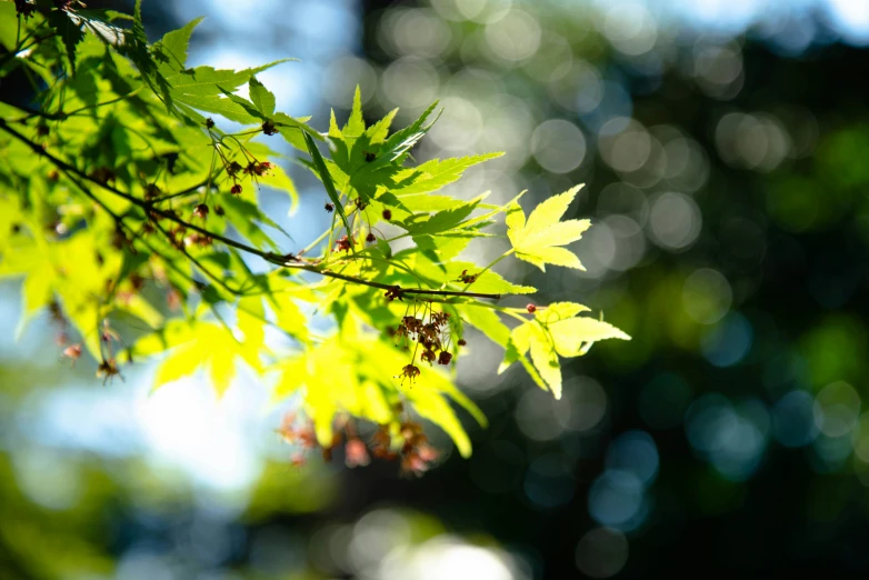 green leaves are hanging in the nches of trees