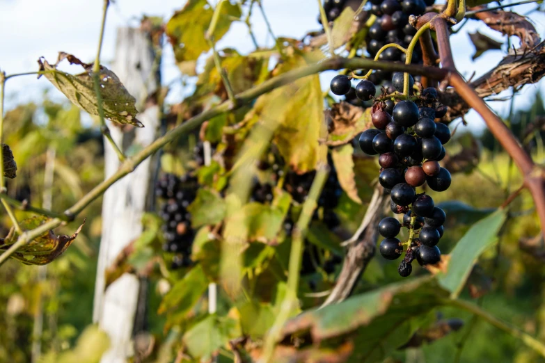 the vines are ready to be picked with a bunch