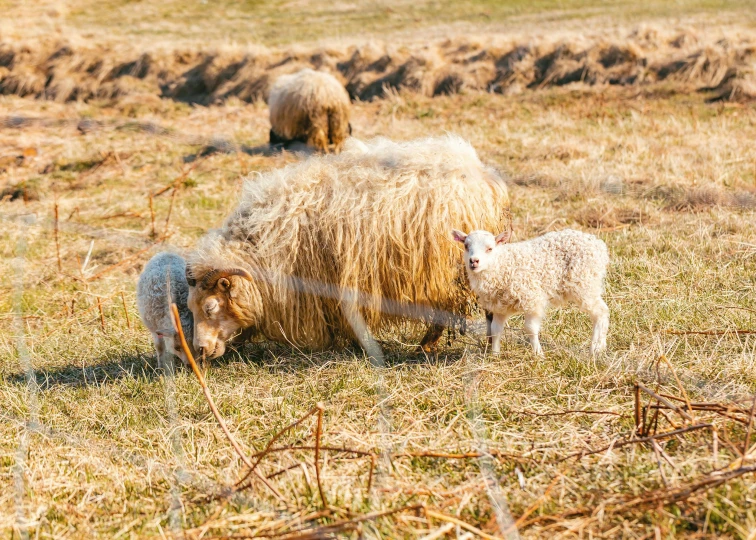 there are two small sheep grazing on the field