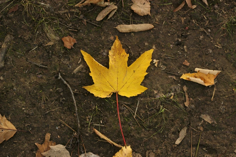 a leaf lying on the ground in a field