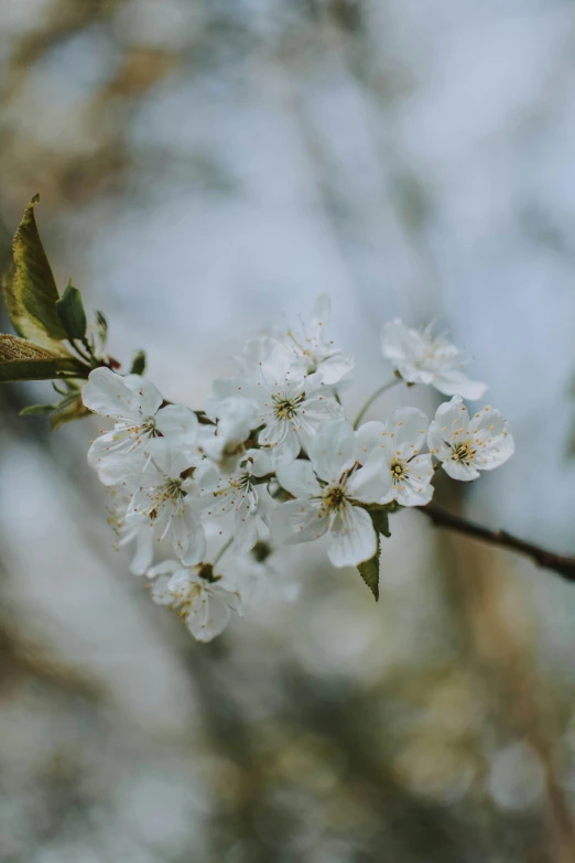 white flowers in bloom on nch with sky background