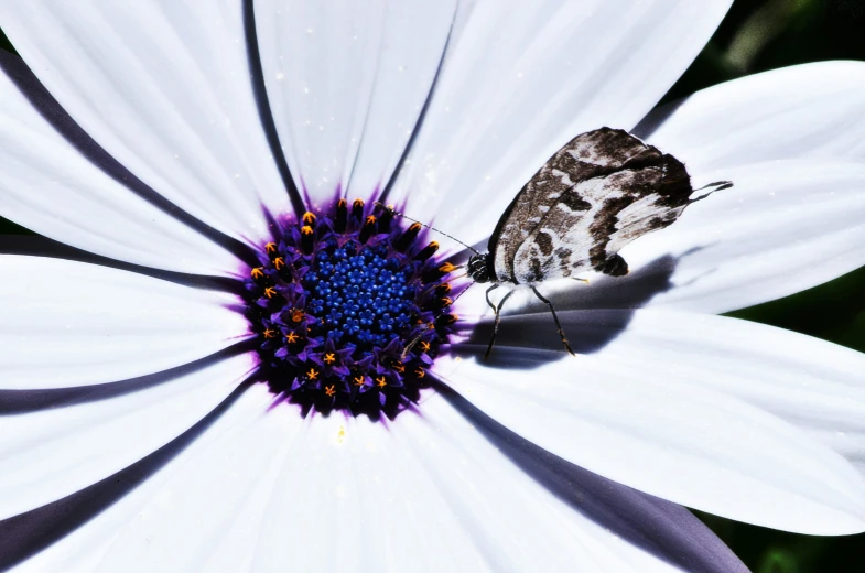 small flower with blue center and a erfly