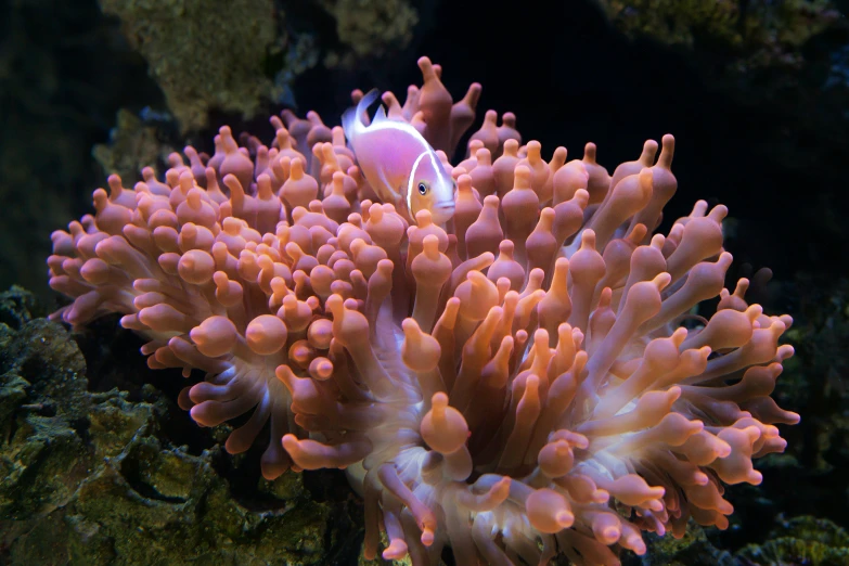 an animal with a pink ring around its head