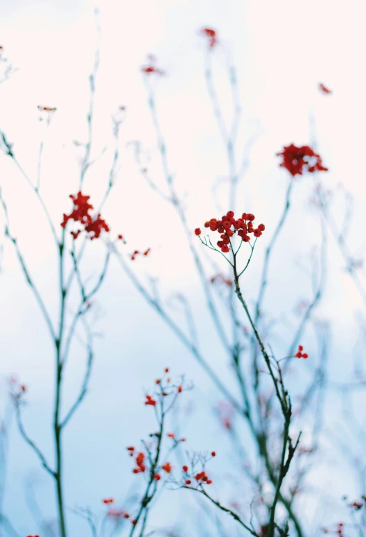 some red flowers and nches against a blue sky