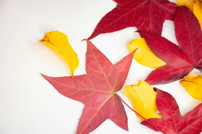 autumn leaves laying on a table in a pattern