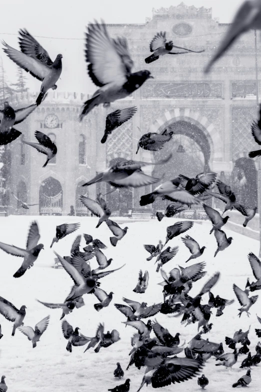 a flock of birds are flying around in a snowy sky