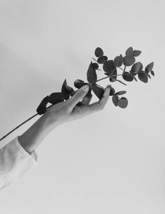 a hand holding onto some small black and white plants