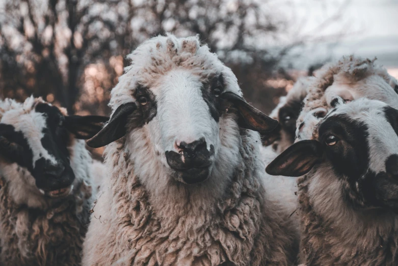 a group of sheep that are standing together