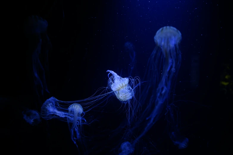 a group of jellyfish are in the deep blue sea