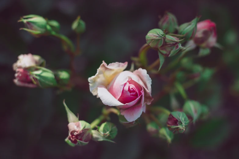 a single white and pink rose with a pink center