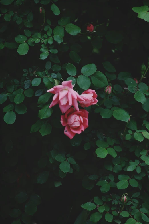 pink flowers are on the shrub with some leaves