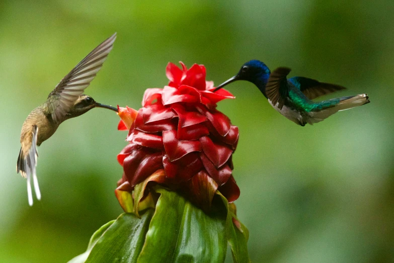 two birds flying next to a flower on a plant