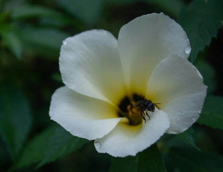 a flower that has some kind of yellow flower in it