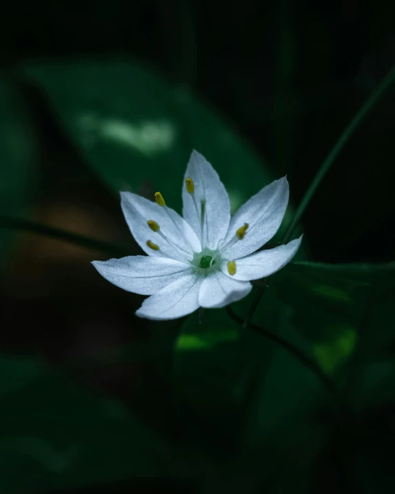 a white flower with yellow stamen sitting on a leafy green nch