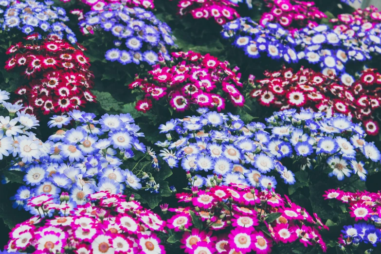 a field of colorful flowers with multiple colors