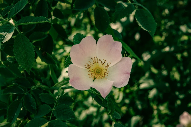 a pink rose is growing in a green bush