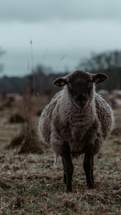 the lamb looks at the camera while standing on the open field