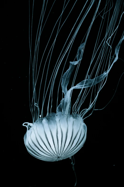 a jellyfish swims inside the dark ocean water