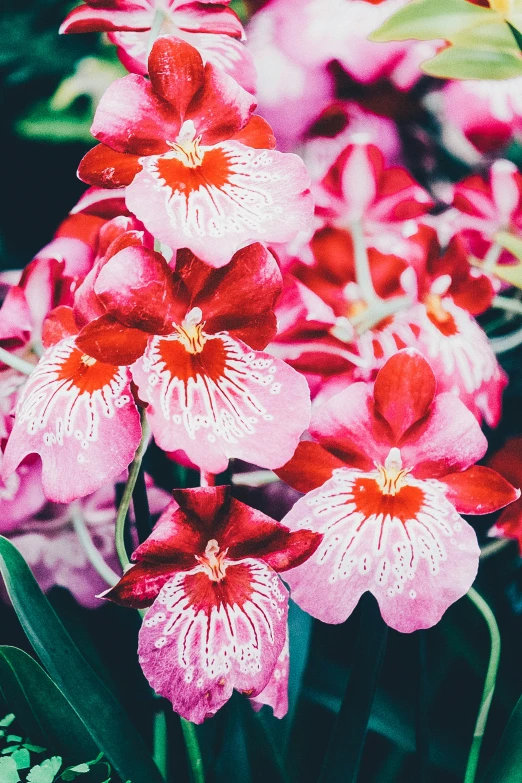 the flowers are on display in the window