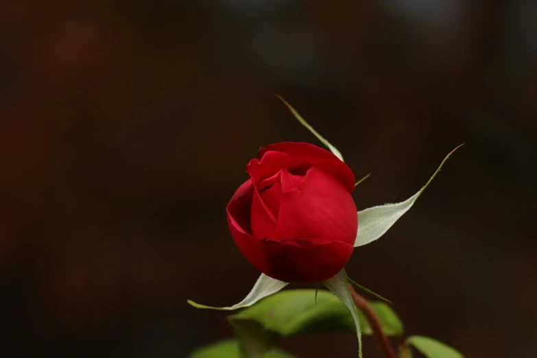 a red rose bud on the stem in full bloom