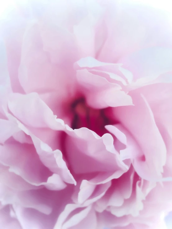 this is an up close view of a pink flower