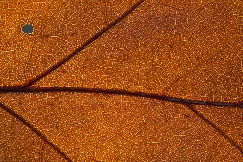 a closeup image of a single leaf