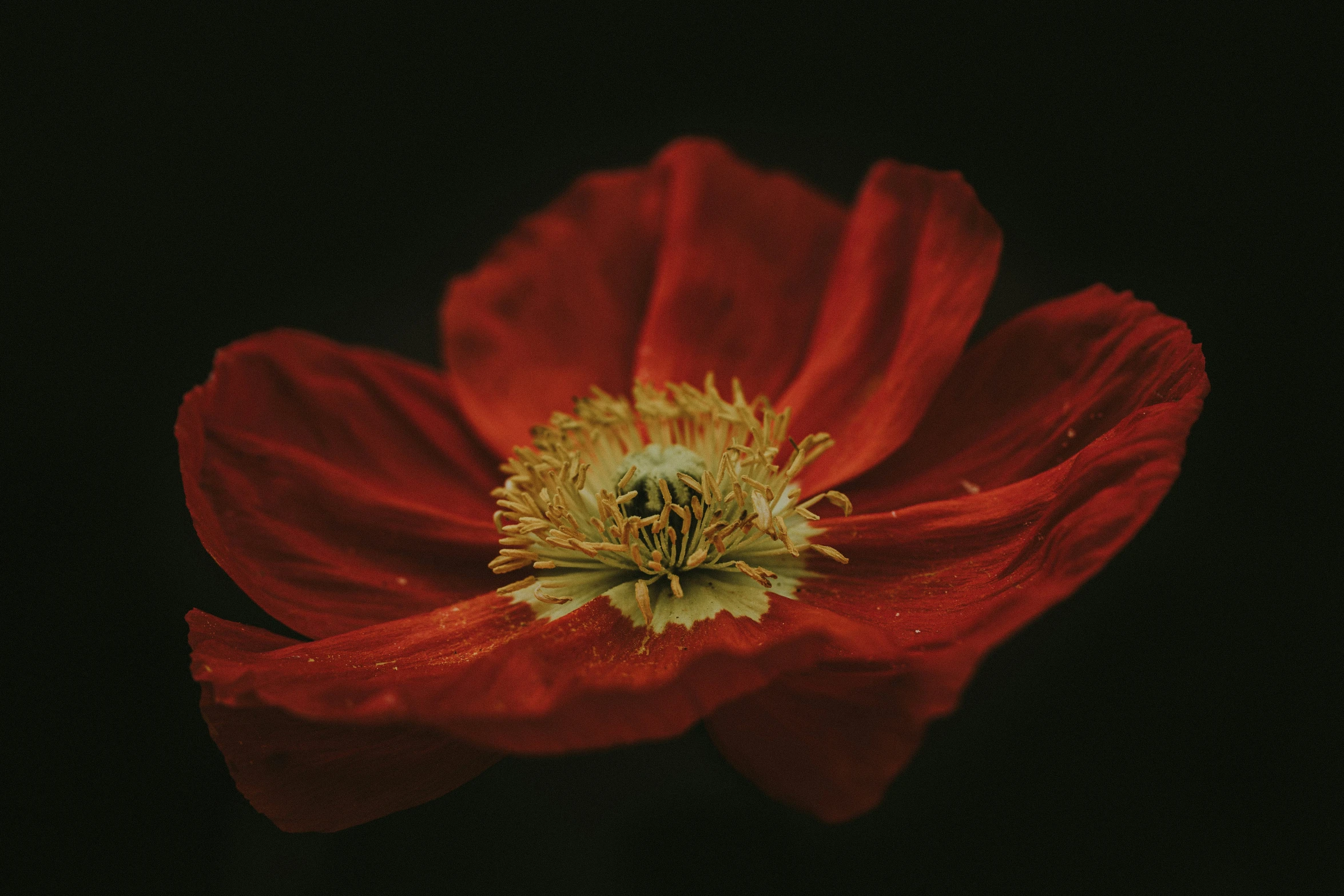 an almost red poppy with very tiny seeds