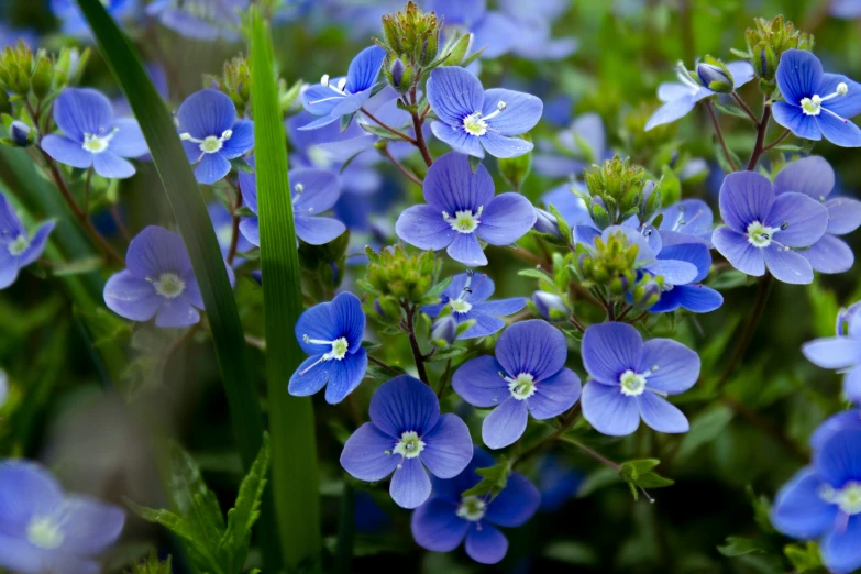 some very pretty blue flowers in the grass